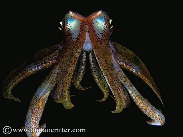 Divers and Critters - Anilao Diving Underwater Photography,Anilao Batangas.